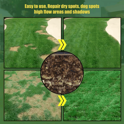 🔥Last Day Promotion 49% OFF🔥💚2026 Evergreen Dwarf Grass Seed for Four Seasons| Durable, Vibrant Green All Year