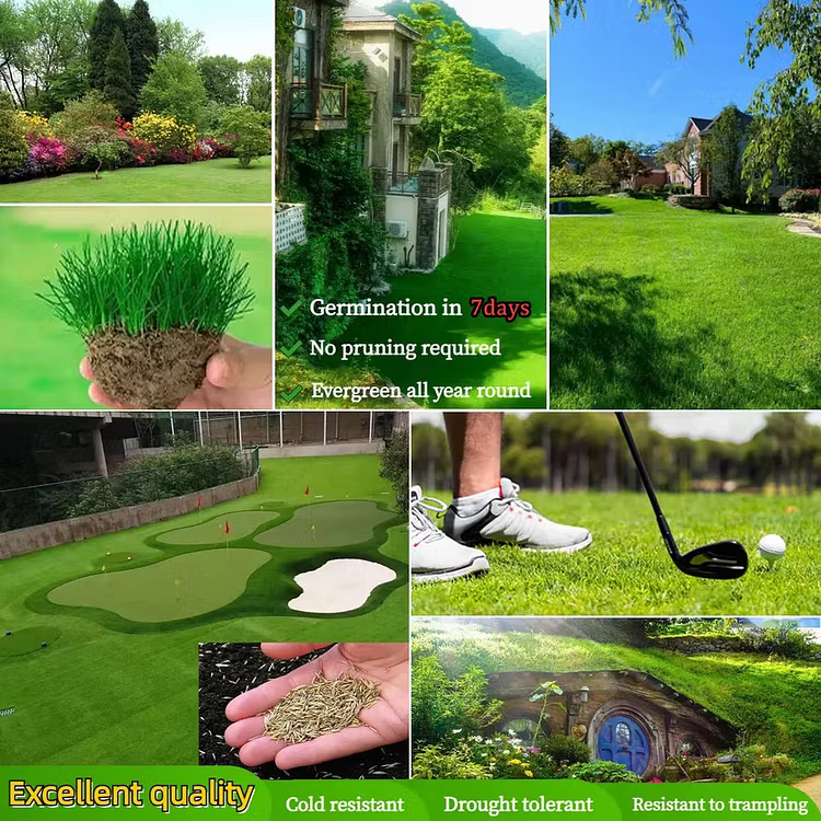 🔥Last Day Promotion 49% OFF🔥💚2026 Evergreen Dwarf Grass Seed for Four Seasons| Durable, Vibrant Green All Year