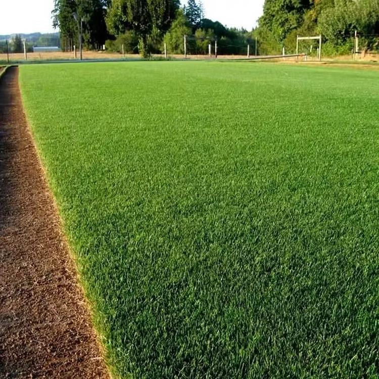 🔥Last Day Promotion 49% OFF🔥💚2026 Evergreen Dwarf Grass Seed for Four Seasons| Durable, Vibrant Green All Year