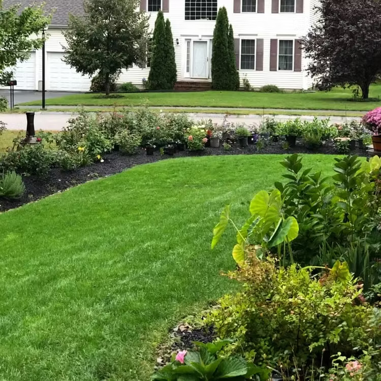 🔥Last Day Promotion 49% OFF🔥💚2026 Evergreen Dwarf Grass Seed for Four Seasons| Durable, Vibrant Green All Year