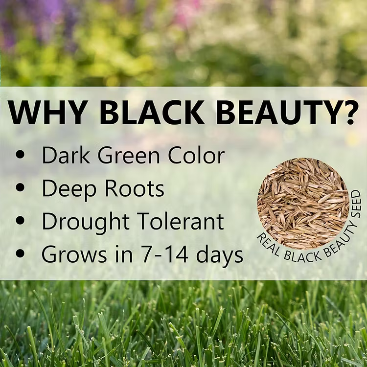 🔥Last Day Promotion 49% OFF🔥💚2026 Evergreen Dwarf Grass Seed for Four Seasons| Durable, Vibrant Green All Year